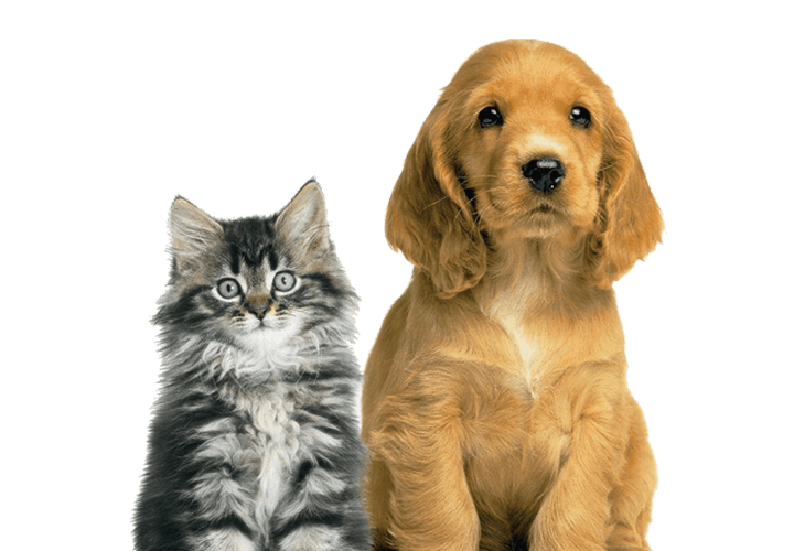 best pet hospital in kannur: my pet hospital and grooming salon