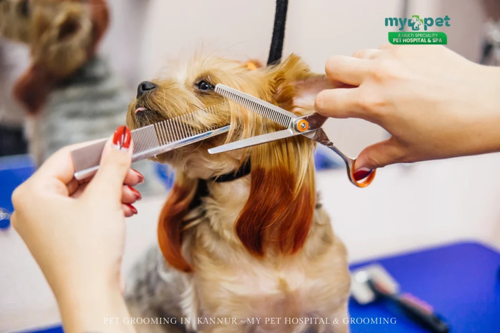 Pet Hospital in Iritty Mattannur Kuthuparamba